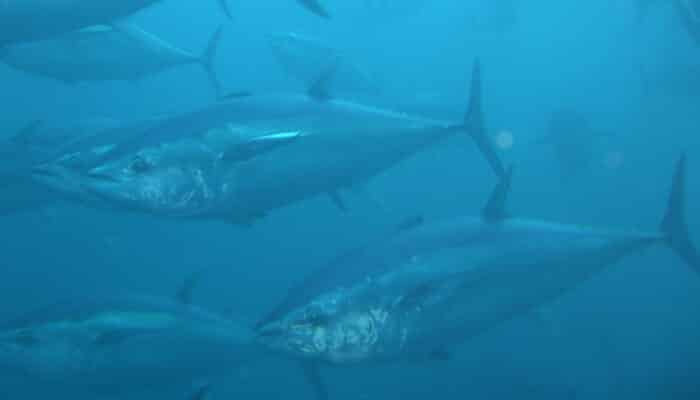 Aprobada una cuota de casi 6.800 toneladas para la pesca de atún rojo en 2024 en España