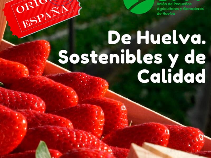 UPA distribuirá 2.000 tarrinas de fresas de Huelva en la Puerta del Sol