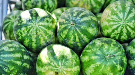 Castilla – La Mancha espera un aumento de la superficie cultivada de sandía y descenso en el melón para la campaña 2024