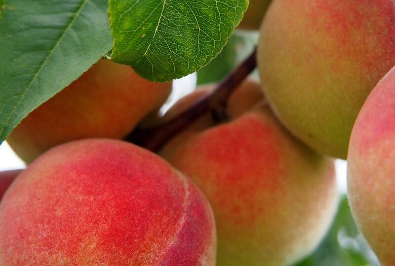 Las heladas y pedrisco afectan a las previsiones de cosecha de fruta de verano