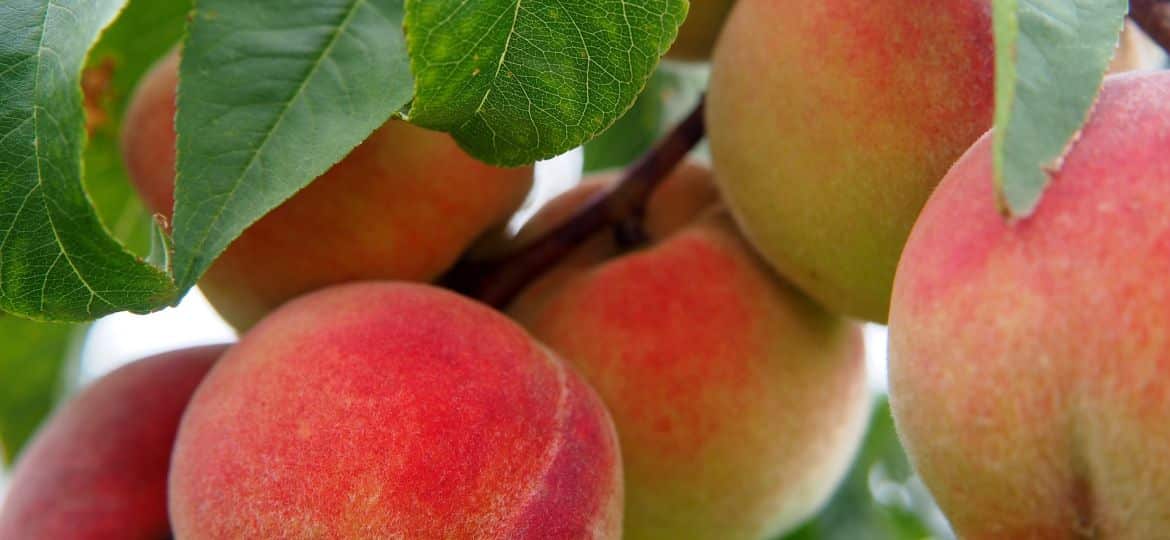 Las heladas y pedrisco afectan a las previsiones de cosecha de fruta de verano