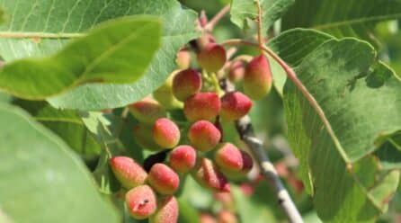 El cultivo de pistacho en España crece un 145% en los últimos cinco años