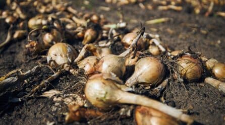 Pérdidas millonarias para los productores de cebolla en la Comunitat Valenciana