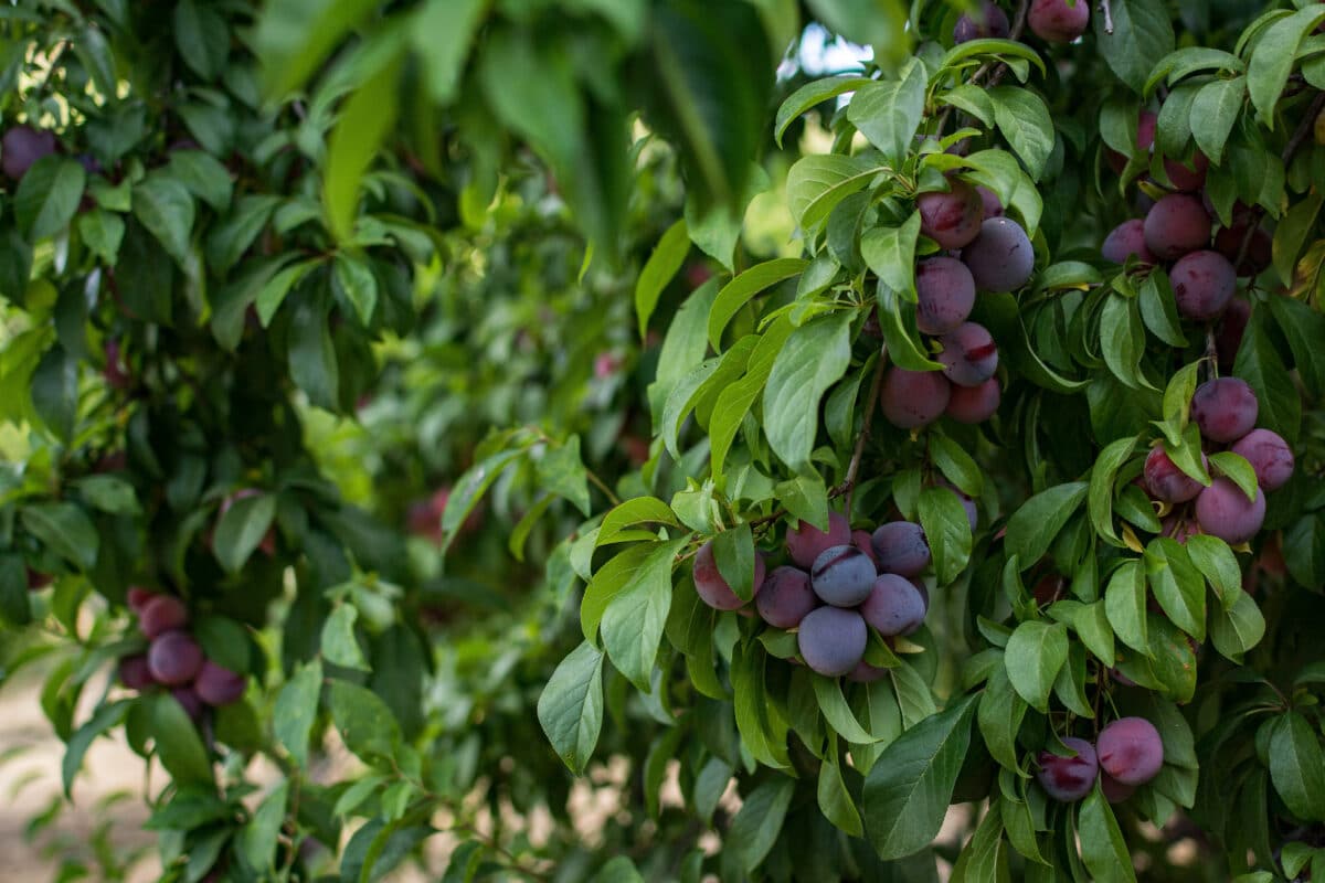 Descenso Crítico en la Producción de Ciruela en Extremadura: Expectativas No Cumplidas