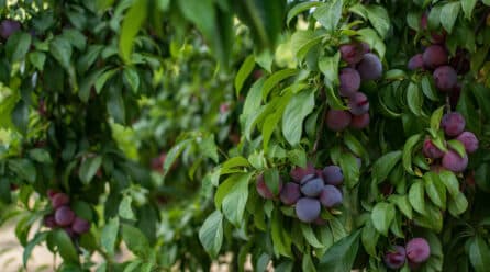 Descenso Crítico en la Producción de Ciruela en Extremadura: Expectativas No Cumplidas