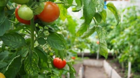 UPA pide que la Estrategia Nacional de Alimentación reconozca el valor de la agricultura familiar