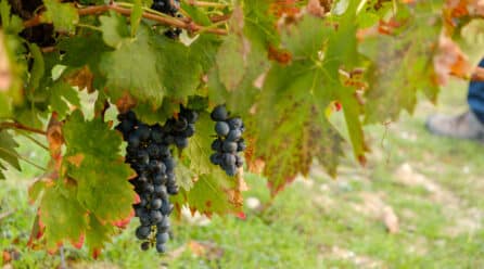 Ribera del Duero cierra la vendimia 2024 marcada por los retos climáticos y con 95 millones de kg de uvas de alta calidad
