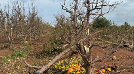 La peor DANA del siglo destroza más de 20.000 hectáreas de cultivo