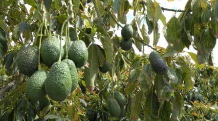 Montosa inicia la temporada de aguacate malagueño con buenas previsiones