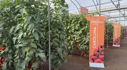 ‘Tomato Experience’ de BASF | Nunhems abre sus puertas en la Región de Murcia