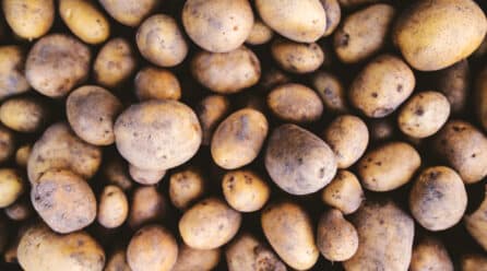 ASAJA Alicante advierte de los peligros para el campo alicantino de traer patata egipcia