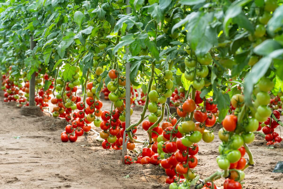 BASF | Nunhems presenta su nuevo portfolio de tomate con alta resistencia y máxima calidad