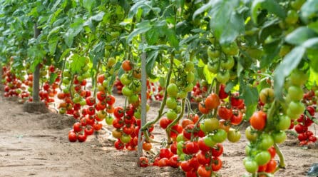 BASF | Nunhems presenta su nuevo portfolio de tomate con alta resistencia y máxima calidad