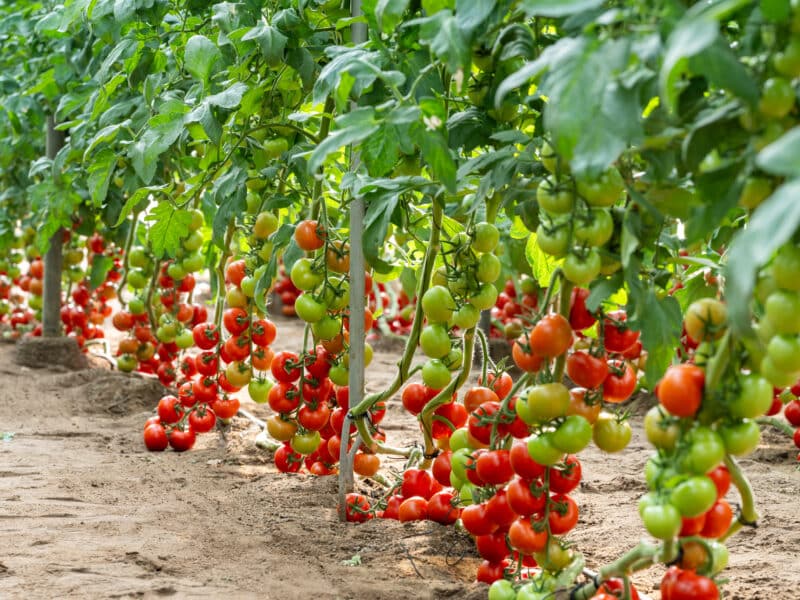 BASF | Nunhems presenta su nuevo portfolio de tomate con alta resistencia y máxima calidad