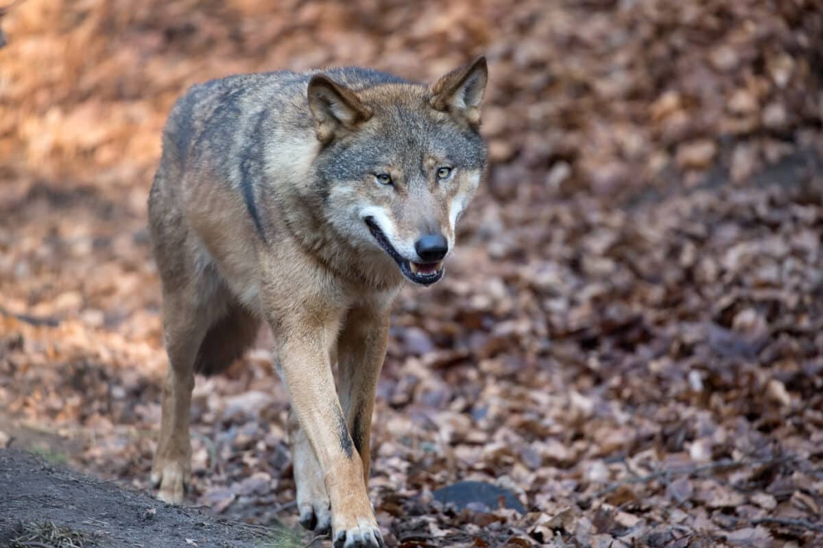 COAG celebra la exclusión del lobo del LESPRE y valora los avances en la ley de desperdicio alimentario