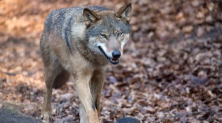 COAG celebra la exclusión del lobo del LESPRE y valora los avances en la ley de desperdicio alimentario