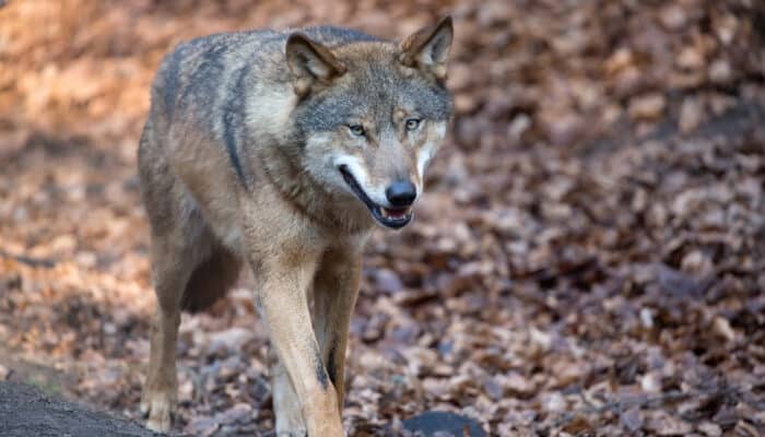 COAG celebra la exclusión del lobo del LESPRE y valora los avances en la ley de desperdicio alimentario