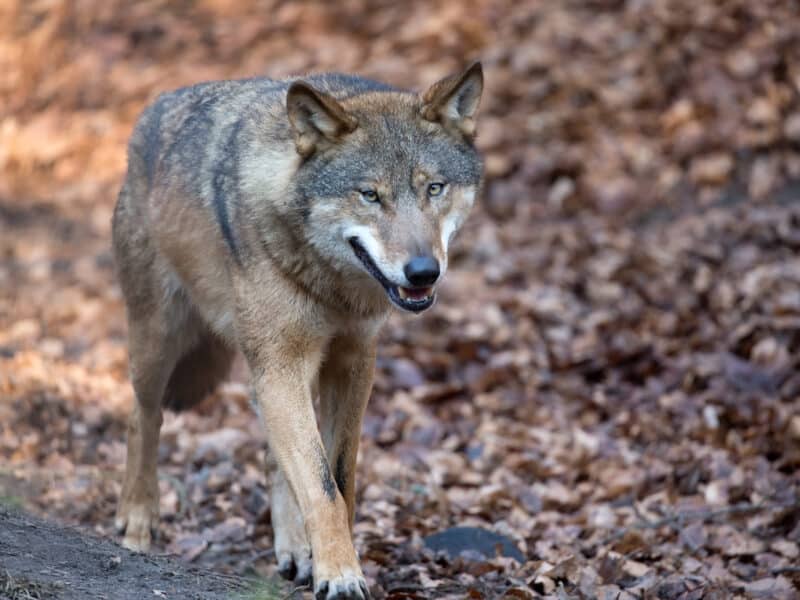 COAG celebra la exclusión del lobo del LESPRE y valora los avances en la ley de desperdicio alimentario