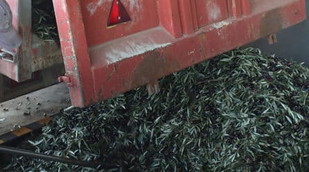 UPA alerta de un nuevo hundimiento del precio del aceite de oliva en origen