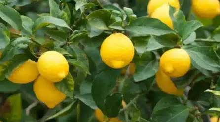 ASAJA Alicante prevé una reducción de cosecha del limón Verna y advierte a los agricultores: “No deben admitir precios a la baja”