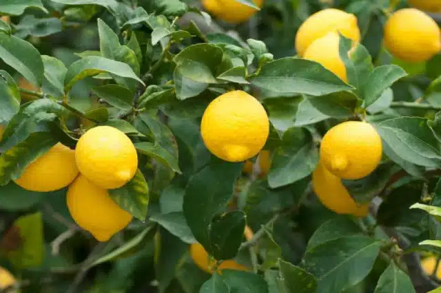 ASAJA Alicante prevé una reducción de cosecha del limón Verna y advierte a los agricultores: “No deben admitir precios a la baja”