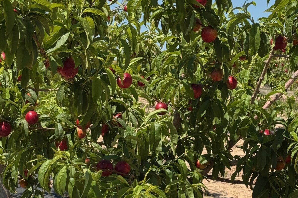 Toñifruit refuerza su liderazgo en fruta de hueso ecológica con su alianza con Bio Lobrot