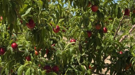 Toñifruit refuerza su liderazgo en fruta de hueso ecológica con su alianza con Bio Lobrot