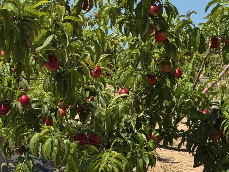 Toñifruit refuerza su liderazgo en fruta de hueso ecológica con su alianza con Bio Lobrot