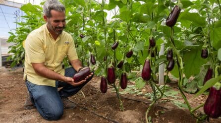 Augusto, el portainjertos que hace ‘perfect match’ con la gama de berenjenas de Semillas Fitó