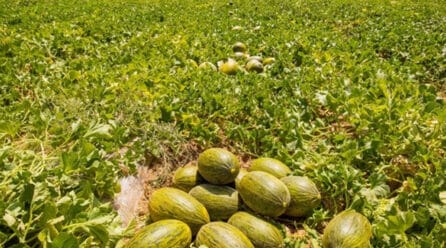 Dia refuerza su compromiso con el campo español con una inversión de 35 millones de euros en fruta de verano de origen nacional