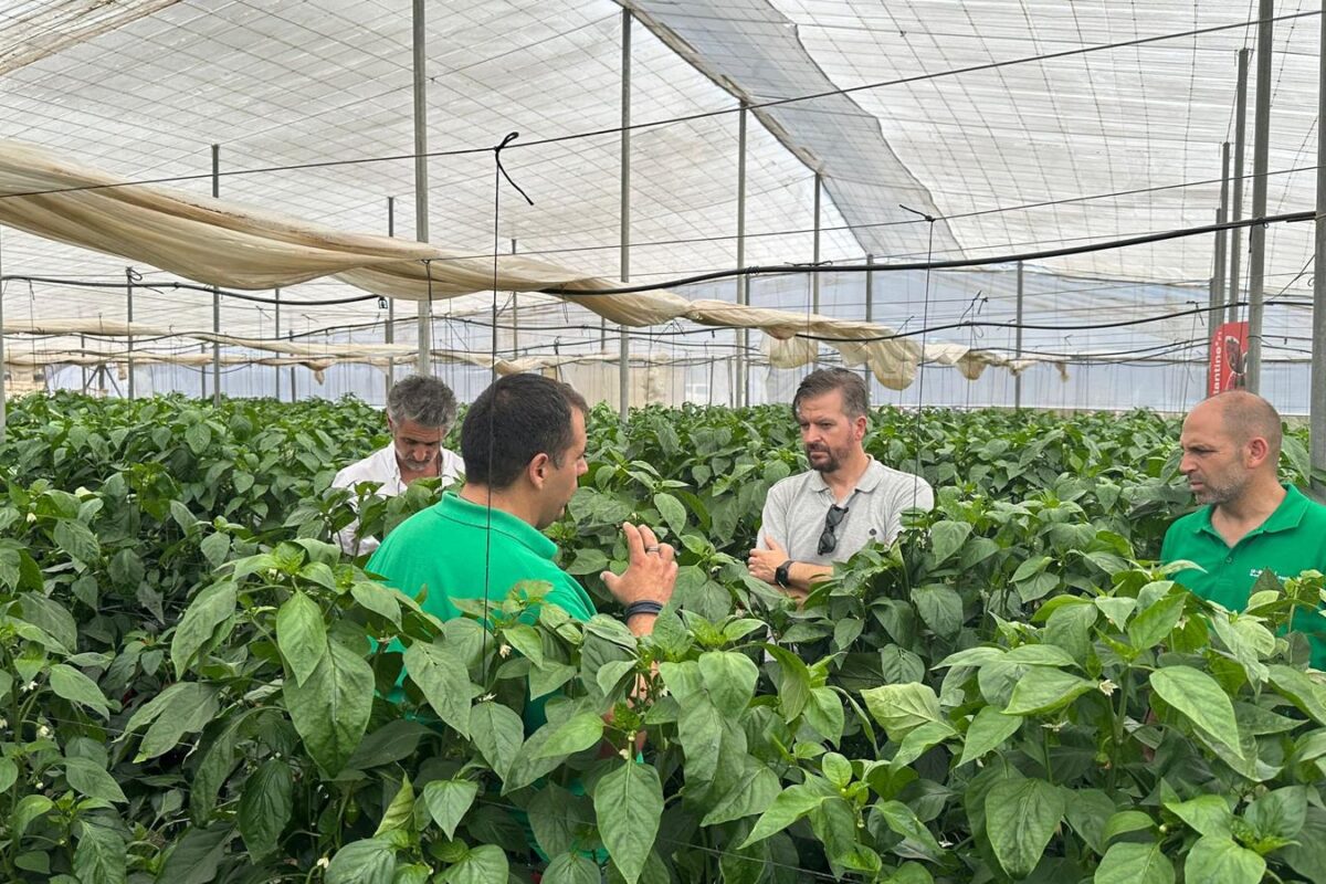 Kostantine F1 y Kasiopea F1: los nuevos Californias de BASF | Nunhems que revolucionan el Campo de Cartagena