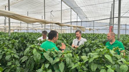 Kostantine F1 y Kasiopea F1: los nuevos Californias de BASF | Nunhems que revolucionan el Campo de Cartagena