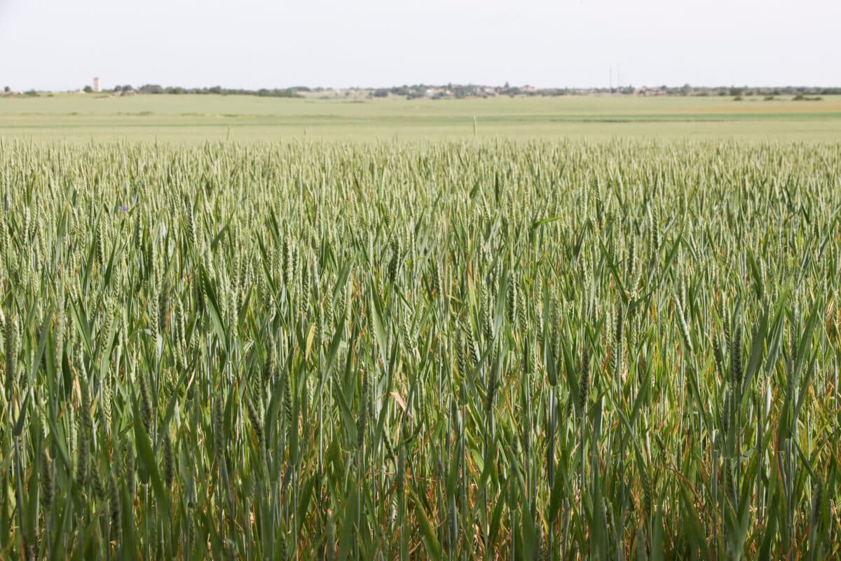 UPA reclama un plan urgente para salvar al cereal español ante una crisis de rentabilidad sin precedentes
