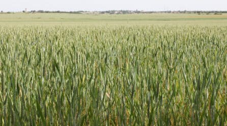 UPA reclama un plan urgente para salvar al cereal español ante una crisis de rentabilidad sin precedentes