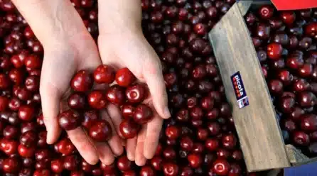 Comienza la certificación de las Cerezas del Jerte DOP con una previsión de 7.000 toneladas