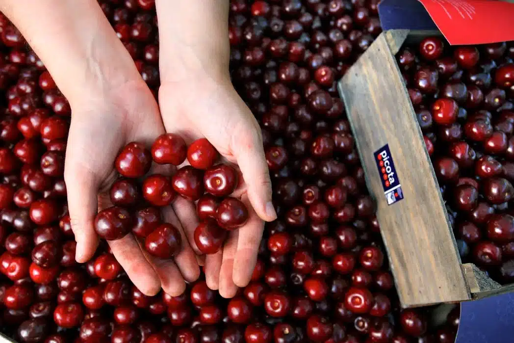 Comienza la certificación de las Cerezas del Jerte DOP con una previsión de 7.000 toneladas