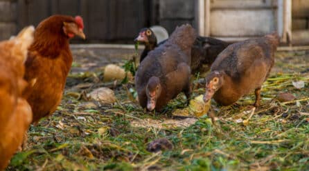 España abre el mercado chino a la carne de ave: un hito para el sector avícola