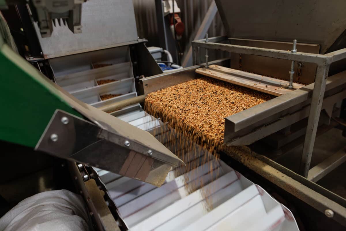 La innovación silenciosa que alimenta al mundo: el papel clave de las clasificadoras en la cadena de valor alimentaria