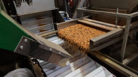 La innovación silenciosa que alimenta al mundo: el papel clave de las clasificadoras en la cadena de valor alimentaria