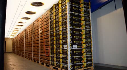 Europlátano refuerza su capacidad de maduración en Canarias para garantizar la calidad del plátano
