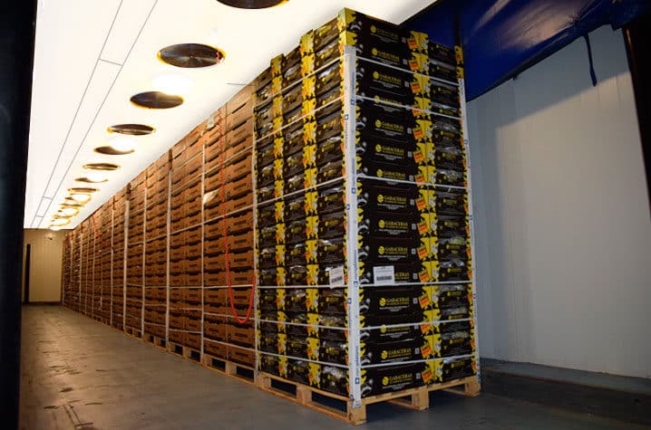 Europlátano refuerza su capacidad de maduración en Canarias para garantizar la calidad del plátano
