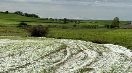 Las tormentas arrasan miles de hectáreas de cultivo: “las pérdidas serán millonarias”