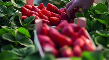 Balance de campaña 2024/2025: Crece el valor de las exportaciones a pesar del descenso en producción