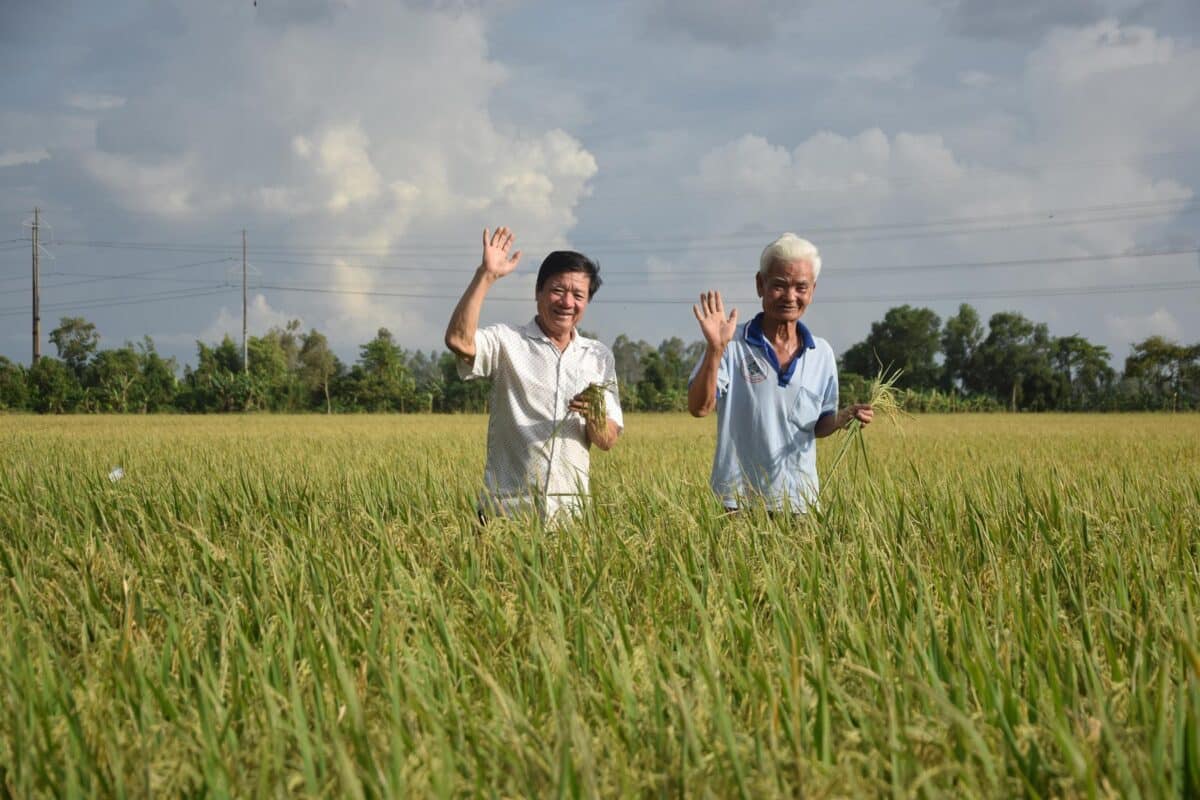 BENEO impulsa un proyecto pionero para el cultivo sostenible de arroz en Vietnam