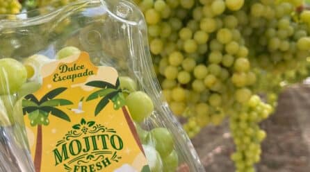 Uvasdoce arranca campaña con el objetivo de superar los 8 millones de kilos de uva de mesa