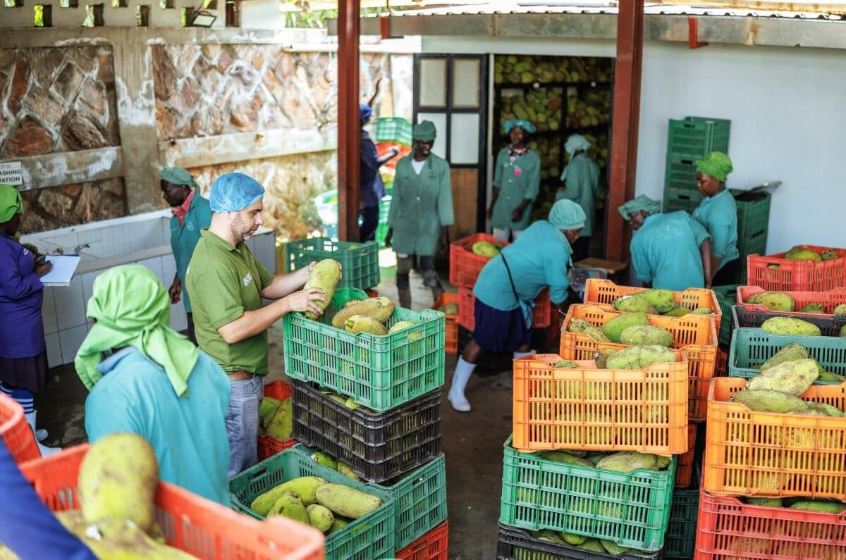 Invertir en las zonas rurales, clave para frenar el impacto de los altos precios de los alimentos
