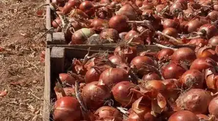 Naranjas, peras conferencia y cebollas, los básicos que más suben en agosto