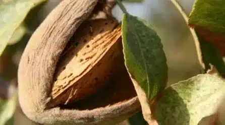 El MAPA concede 356.000 € a productores de frutos de cáscara afectados por la sequía