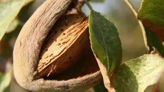 El MAPA concede 356.000 € a productores de frutos de cáscara afectados por la sequía