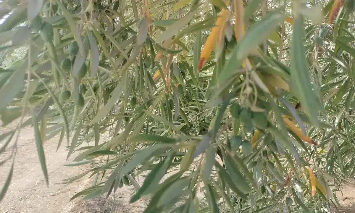 El olivar de secano en Andalucía sufre estrés severo por el calor extremo